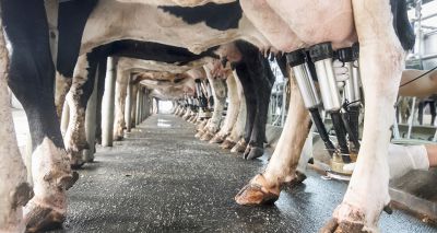 Anifera to conduct additional bovine mastitis studies